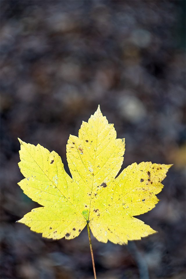 Swirly-Maple-Leaf-1200.jpg