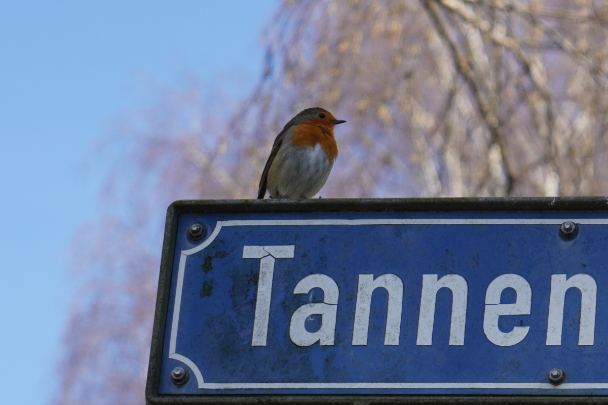 Tannenrot_MB_skaliert.JPG
