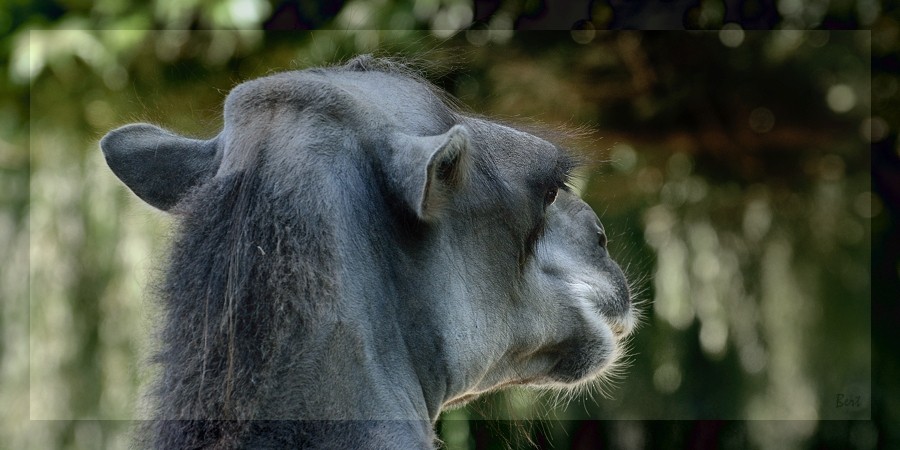 Tiere_01.jpg