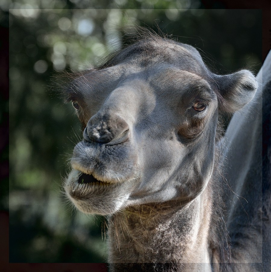 Tiere_02.jpg