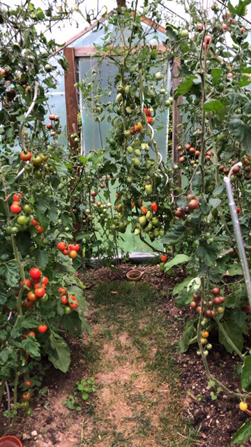 Tomatensalat.png