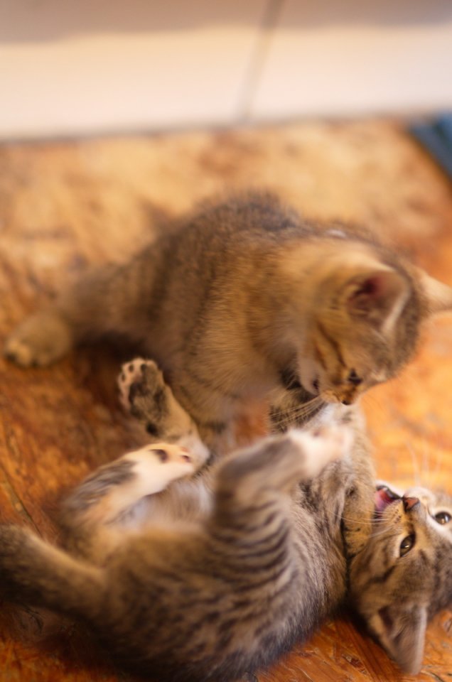 und action.jpg
