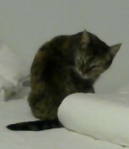 upload_2015-9-14_19-42-6.png