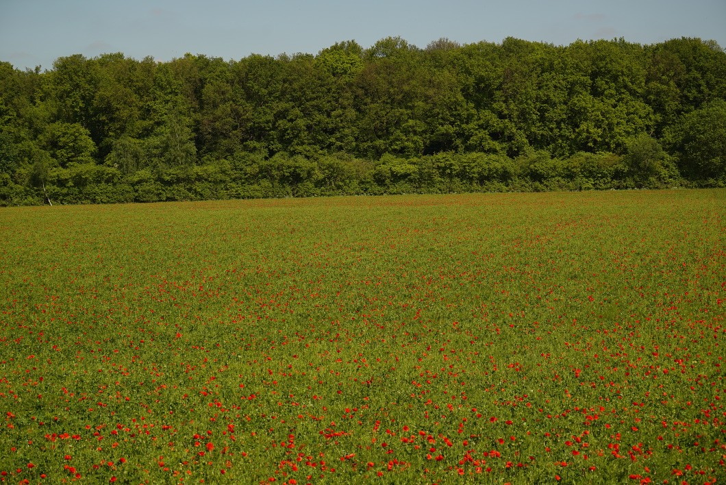 VielMohn_MB_skaliert.JPG