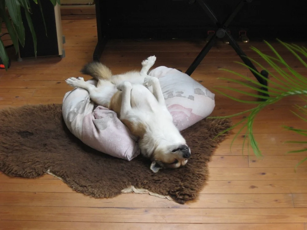 völlig entspannt.webp