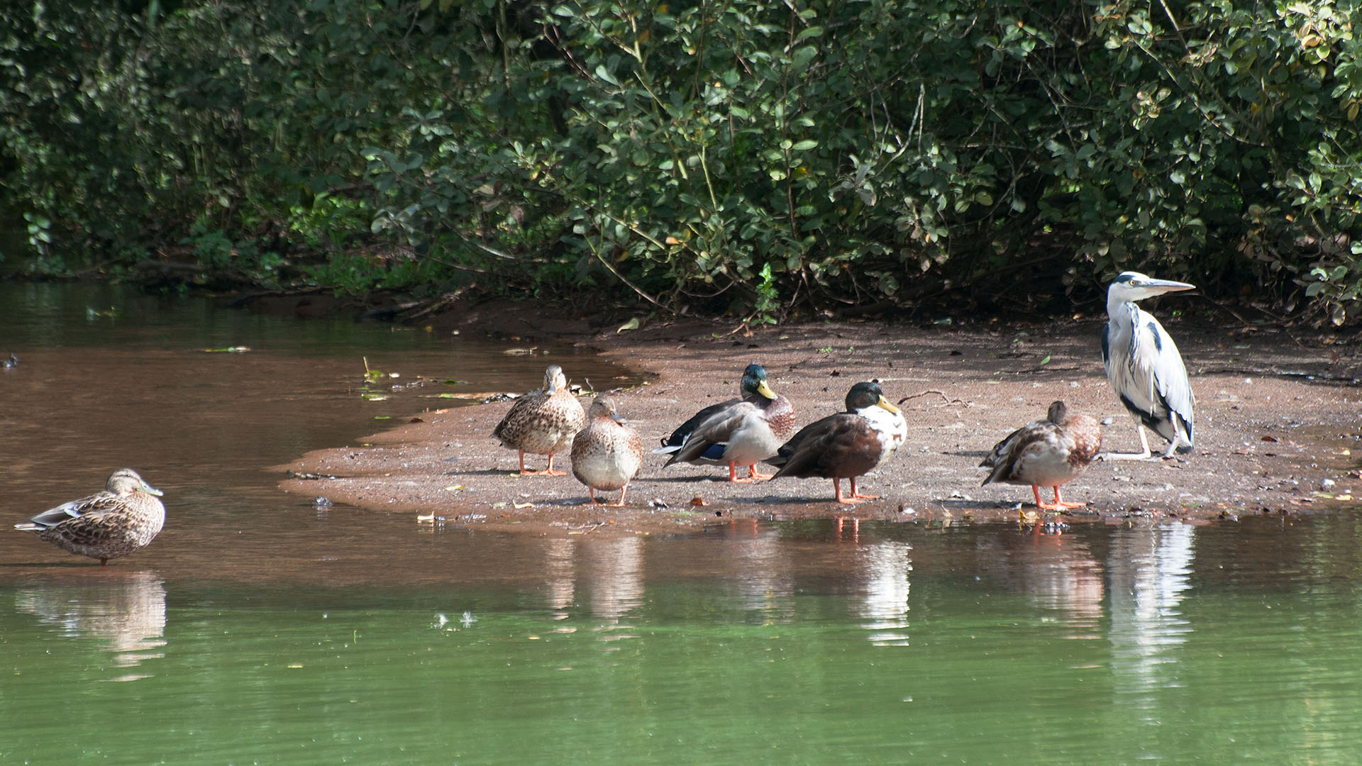 Vogeltreffen komp.jpg