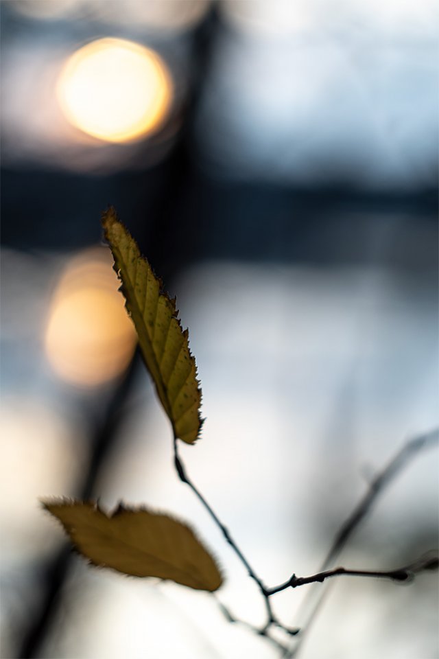 Wald-11-2020-158-1.jpg