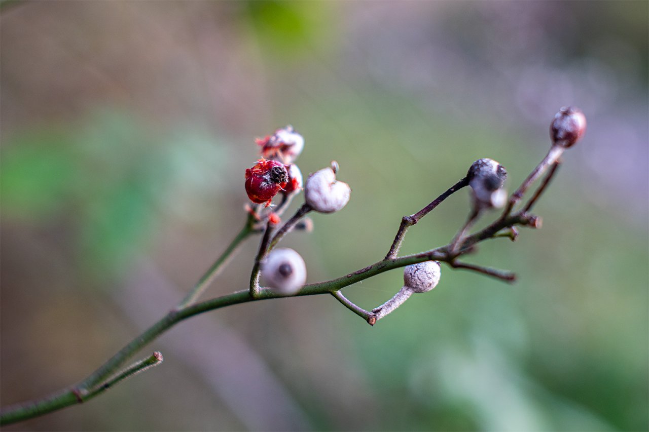 Wald-11-2020-423-1.jpg