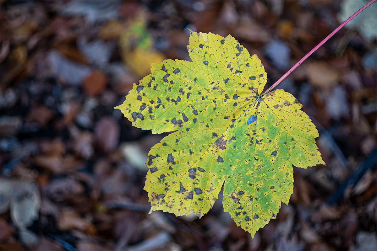 Wald-11-2020-96-1.jpg