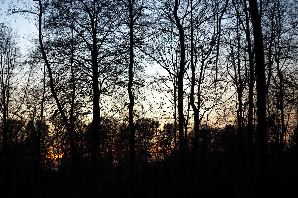 Wald-11-2020-97-1.jpg