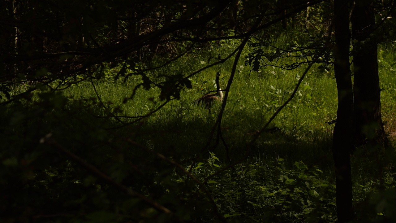 Waldgänse_MB_skaliert.JPG