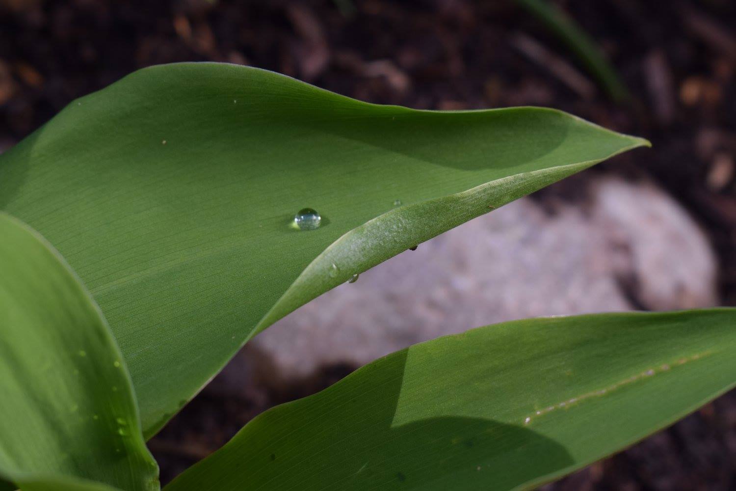 Wassertropfen.jpg