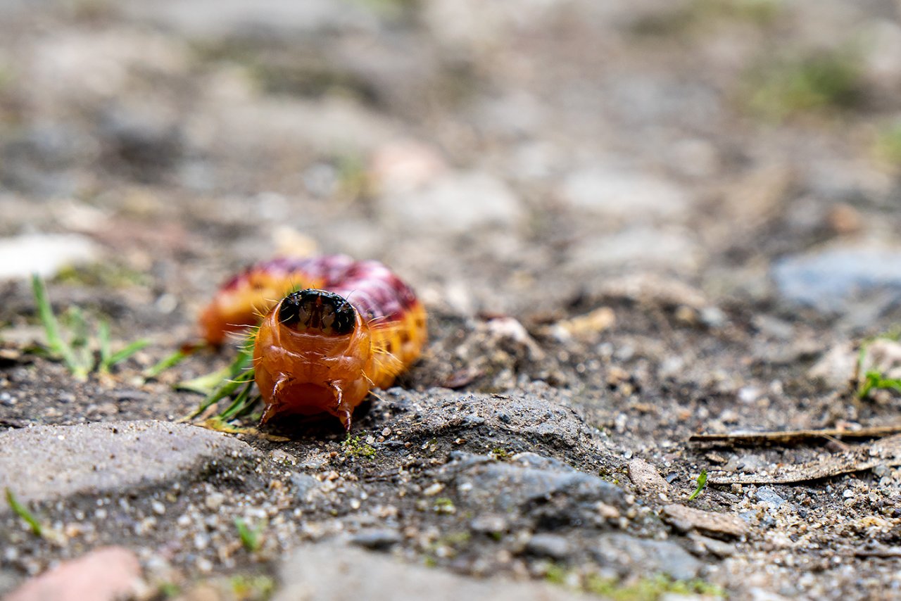 Weidenbohrer-Raupe-13a.jpg