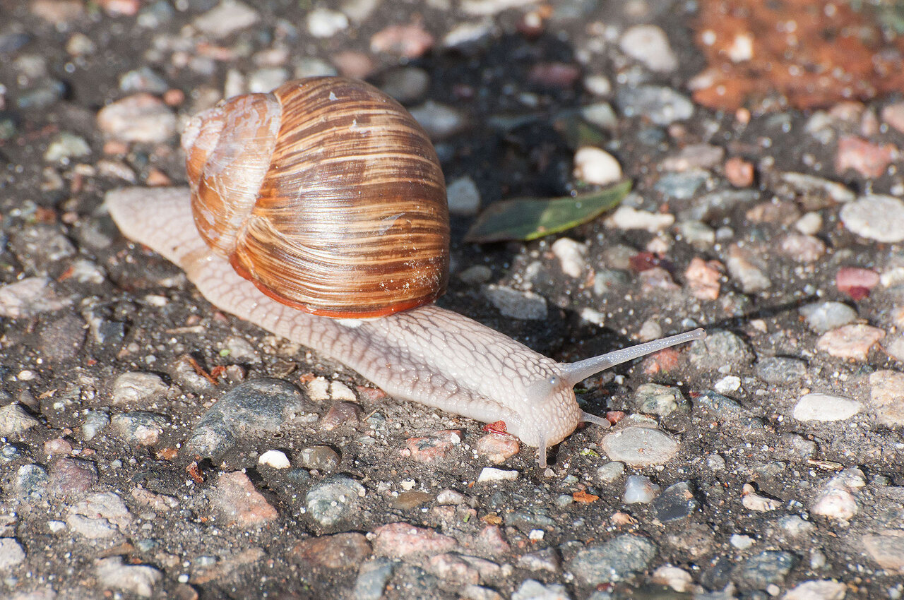 Weinbergschnecke komp.jpg