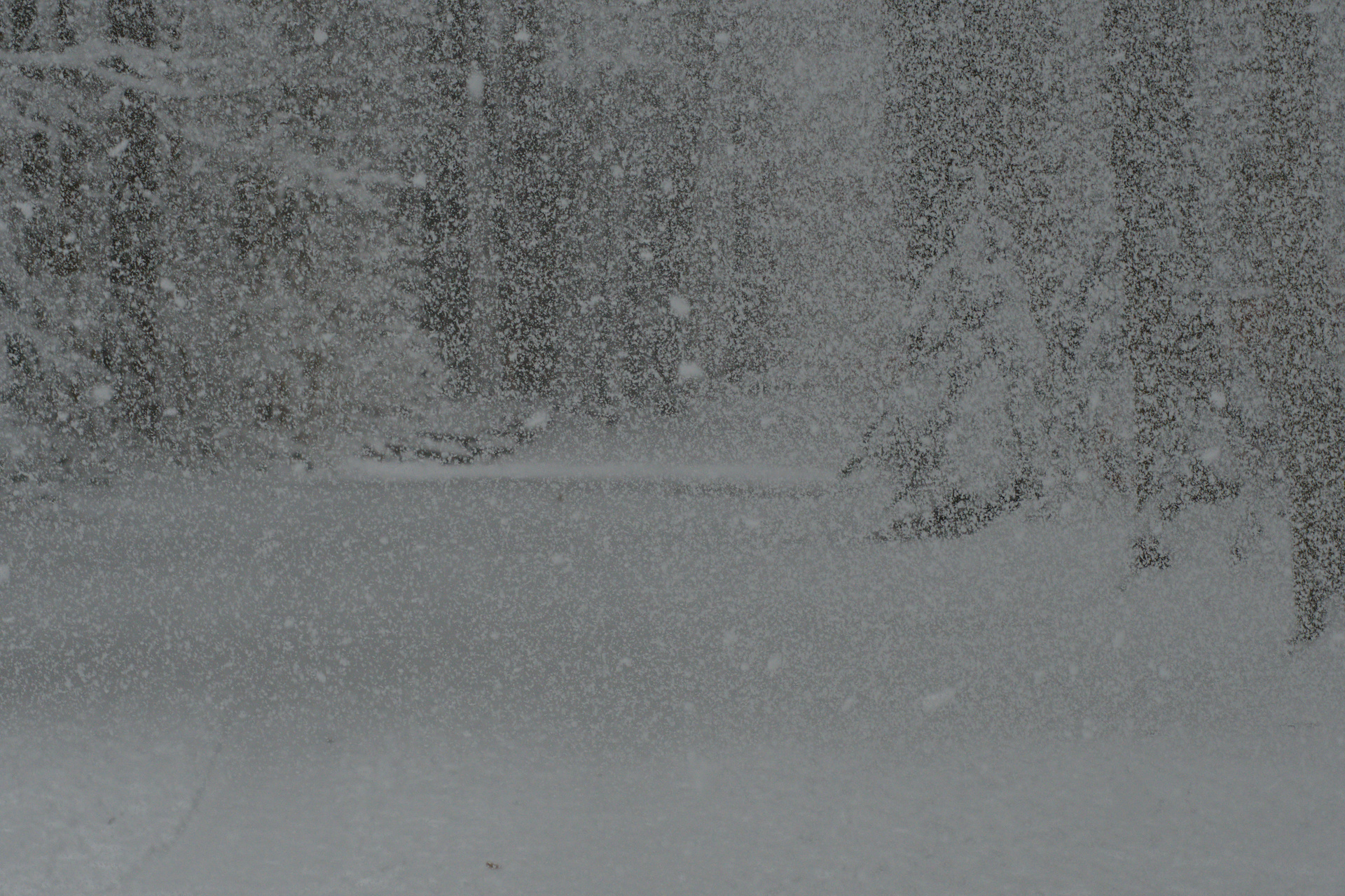 Wind in den Bäumen.jpg