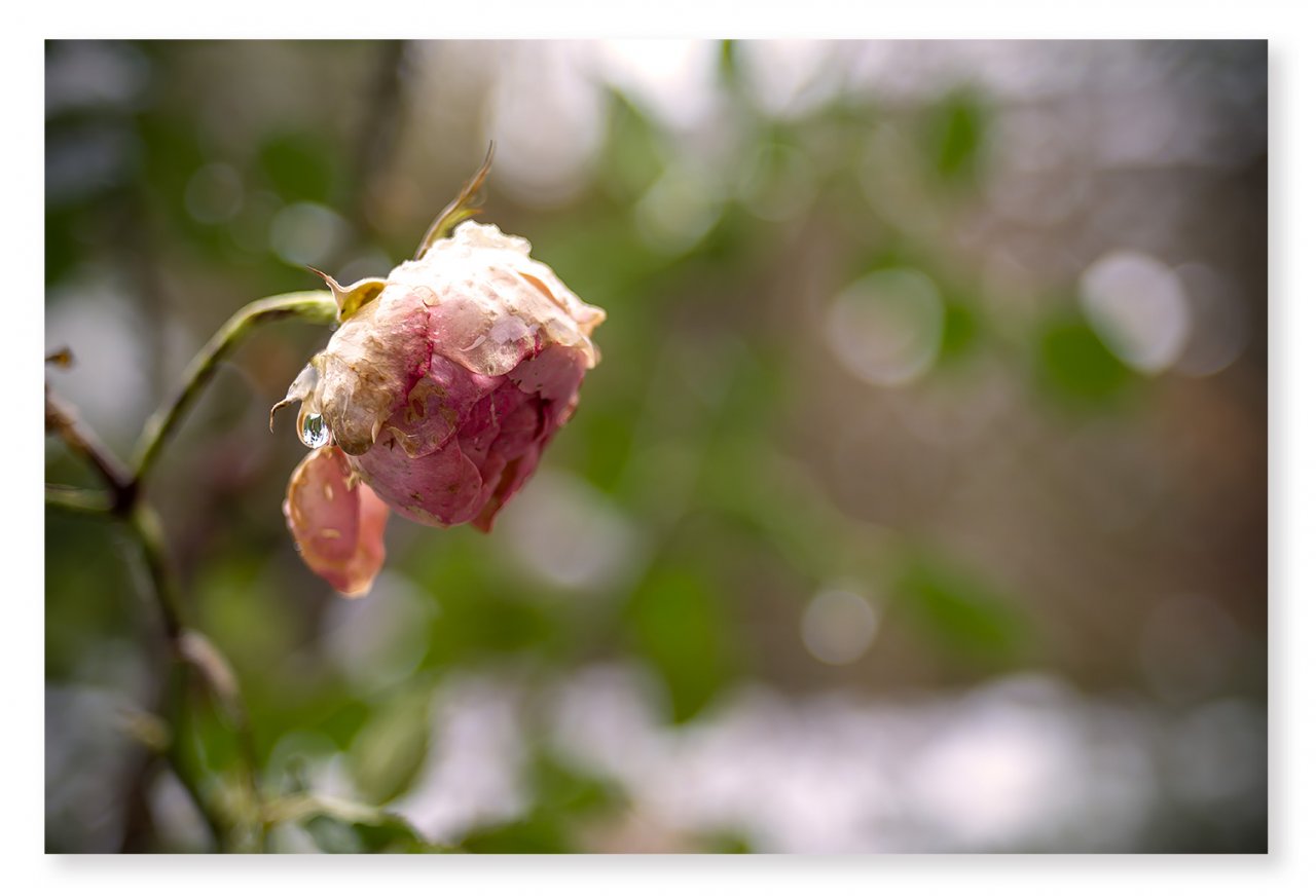 winter-rose.jpg