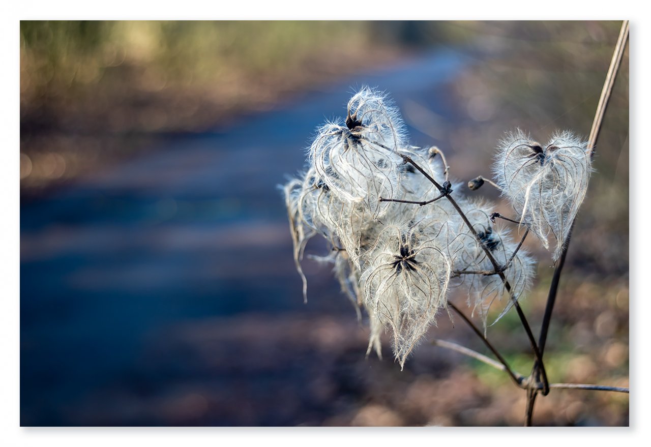 WN-02-2021-154-Clematis-vitalba-1400px.jpg