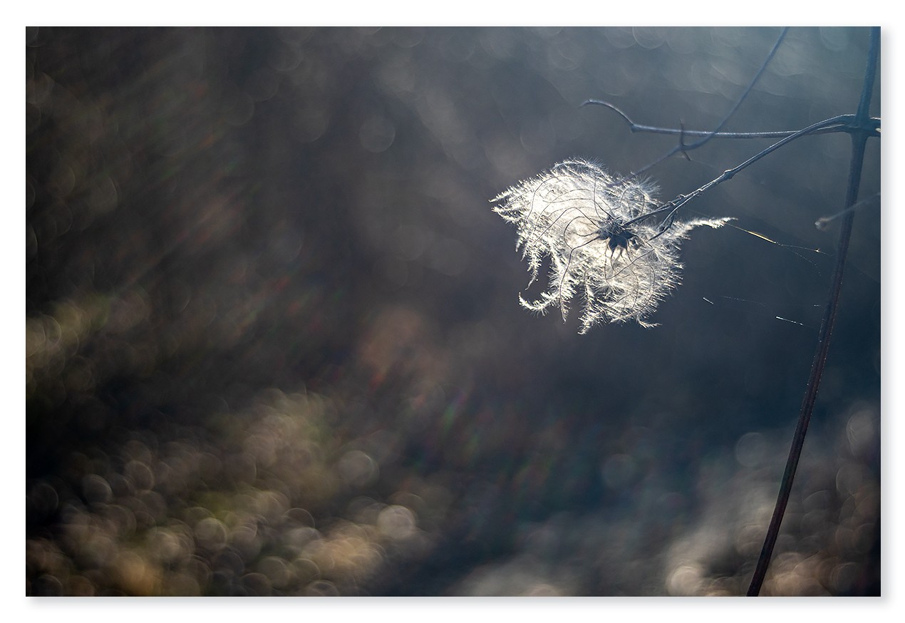 WN-02-2021-166-Clematis-vitalba-1200px.jpg
