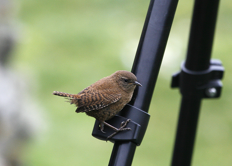 Wren-Shetland-1.jpg