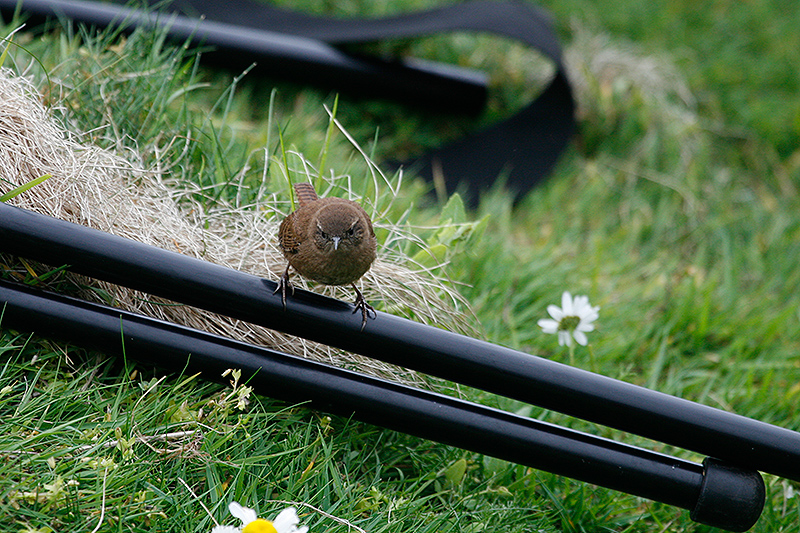 Wren-Shetland-2.jpg