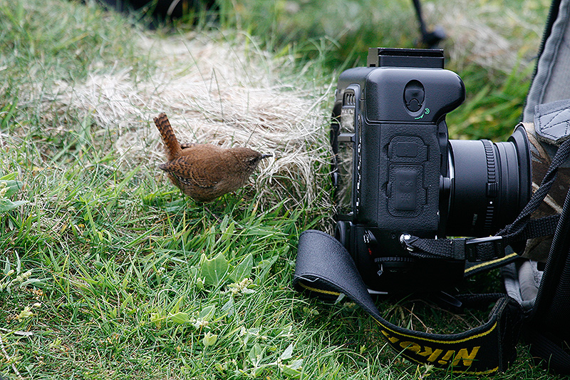Wren-Shetland-3.jpg