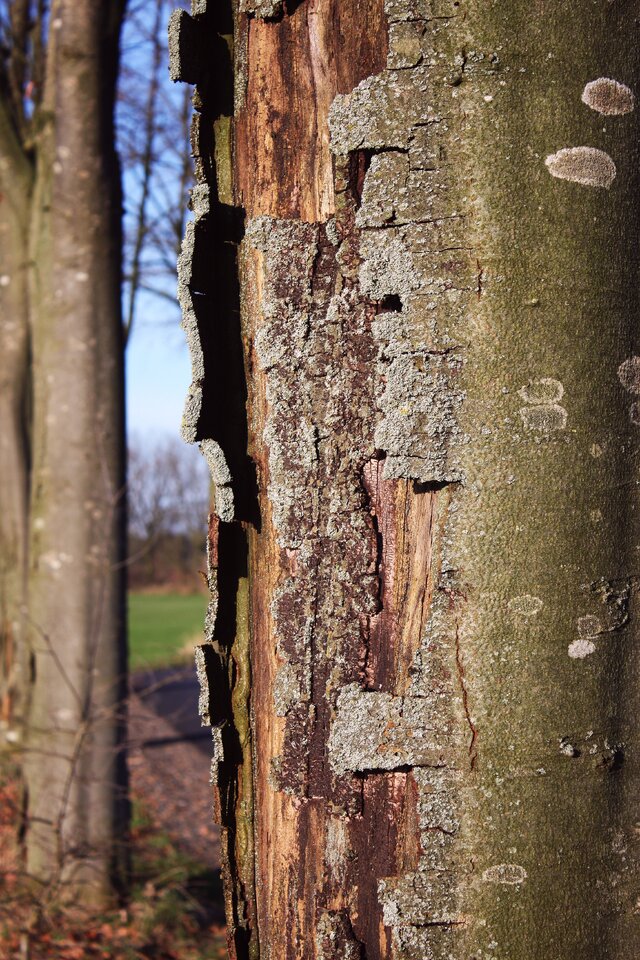 Zwischen Baum und Borken.jpg