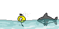 shark.gif