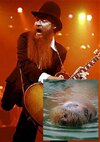 gibbons2.jpg