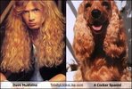dave-mustaine-totally-looks-like-a-cocker-spaniel1.jpg