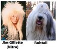 Jim-Gilette-vs-Bobtail.jpg