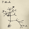 darwin-i-think-tree_design.png