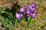 Krokusse.jpg