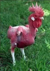 chicken3.webp