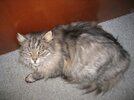 cat1.jpg
