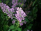20130506_204221.jpg 20130506_204221.jpg