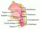 bennoa-10420-pharynx.jpg