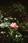 Lomo_Blume.jpg