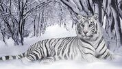 White_Tiger_Panthera_Tigris.jpg
