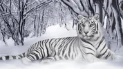 White_Tiger_Panthera_Tigris.webp