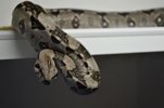 DSC_0767.jpg