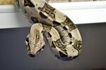 DSC_0768.jpg