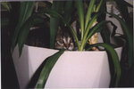 IMG00012a.jpg