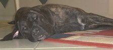 pennerhund2.jpg