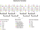 Aeolisch-Big Picture.gif