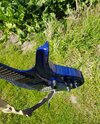 20170827_161800.jpg 20170827_161800.jpg