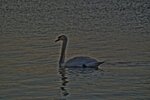 Schwan.jpg