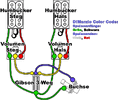 HH_standard2pot_wd.gif