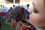 dog_schulter_neu_DW_289599g.jpg