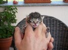 Baby katze.jpg