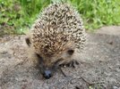 Igel 1.jpg